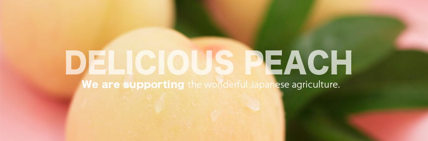 岡山の美味しい白桃を販売